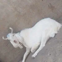 بزغاله نر