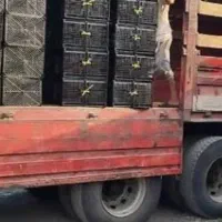 سبد میوه۱۴ کیلویی تولیدی