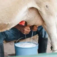 جمع آوری‌ شیر گاو