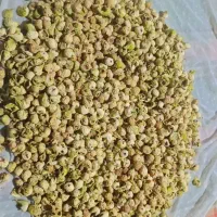 انجیر کنچشک خورده
