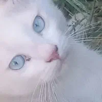 واگذاری گربه