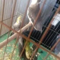 فروش یا معاوضه عروس هلندی