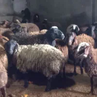 گوسفند زنده