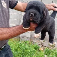 واگذاری توله سگ قدرجونی