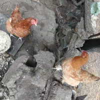 بهترین نسل مرغ و تخم گذار و قابل کرچ شدن