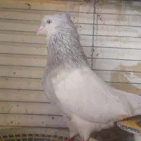 کله الماسی