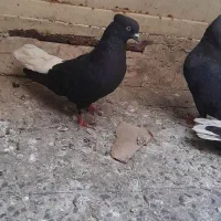 اشعل|پرنده|اهواز, نادری|دیوار