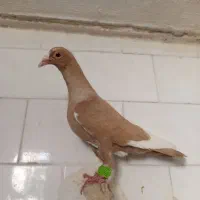 کبوتر|پرنده|تربت‌حیدریه, پائین ولایت|دیوار