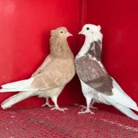 ماد زرد پرشی