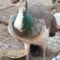 طاووس