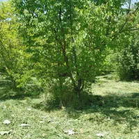 باغ-در-روستای-لک