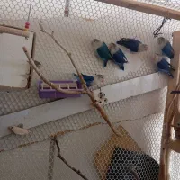 طوطی.کوتوله برزیلی.پرنده