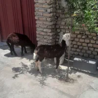 بره نر