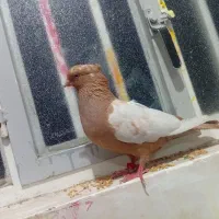 سینه پرتقالی