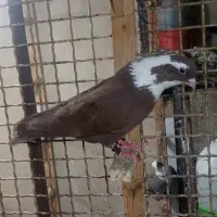 مخمل سرخ نر