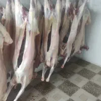 قصابی حیوان برا قربانی