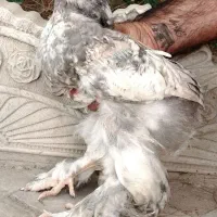 جوجه برهما بلو