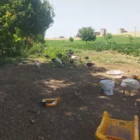 جوجه بوقلمون ۲ ماهه