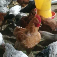 نیمچه خروس با مرغ تخم گذار