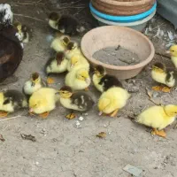 اردک وبچه اردک اسراییلی