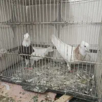 کفتر
