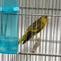 سهره قناری استاد ، دهن سبک خرم آبادی