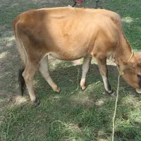 لیشه ارام و خوش خوراک