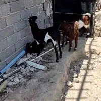 دزدیده شده