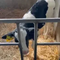 فروش گوساله