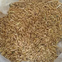 گندم دیمی|خوردنی و آشامیدنی|زنده رود, |دیوار