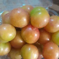 آلو زرد و قرمز تازه