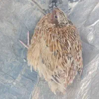 بلدرچین