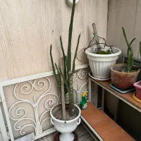 کاکتوس