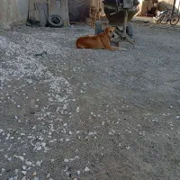واگذاری ماده پژدر