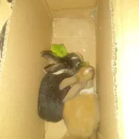 فروش‌ یک جفت خرگوش خانگی