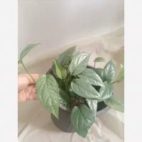 سبو پتوس، پتوس سبز ابی کلکسیونی
