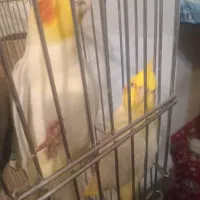 عروس هلندی و طوطی برزیلی