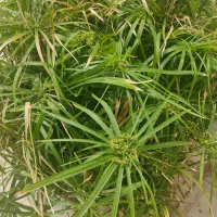 کراسولا،یوکا،کاکتوس،گلدان60سانت،سرامیکی وپلاستیک