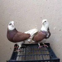 کبوتر  پرشی