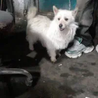 واگذاری سگ پاکوتا