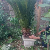 سیکاس ۱۰ ساله