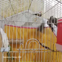 سهره امسالی