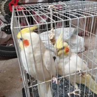 یک جفت عروس هلندی
