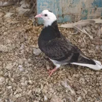 جوجه شازده