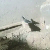 کفر بوم