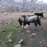پازن فروشی