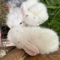 خرگوش لوپ رشت صومعه سرا تولمشهر