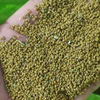 بذر یونجه