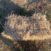 فروش یونجه