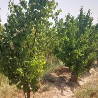 جهان-آباد-پایین-نزدیک-به-کاشانک
